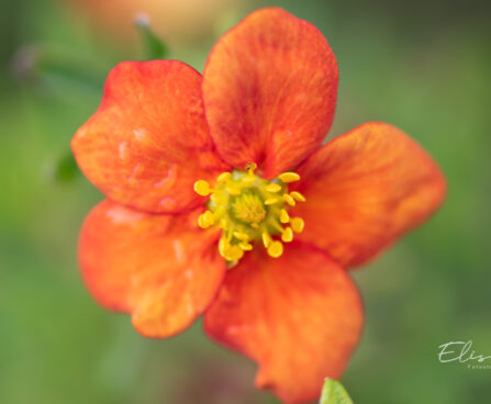 Potentilla fruticosa `Bella Sol` harilik põõsasmaran (2)