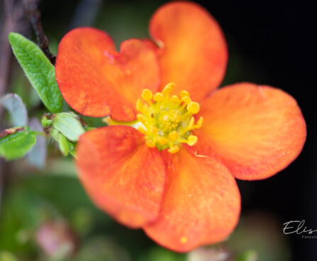 Potentilla fruticosa `Bella Sol` harilik põõsasmaran (3)