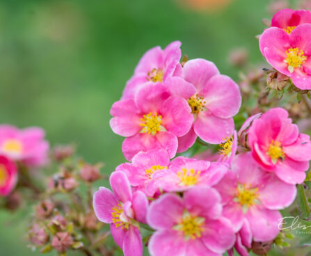 Potentilla fruticosa `Pink Paradise` harilik põõsasmaran (1)