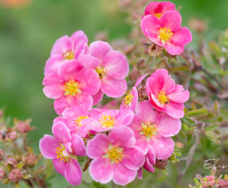 Potentilla fruticosa `Pink Paradise` harilik põõsasmaran (2)