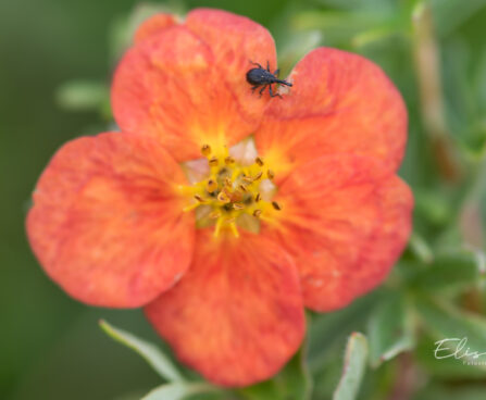 Potentilla fruticosa `Red Ace` harilik põõsasmaran (1)