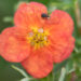 Potentilla fruticosa `Red Ace` harilik põõsasmaran (1)