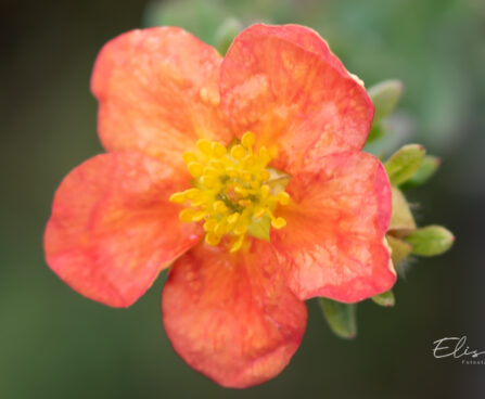 Potentilla fruticosa `Red Ace` harilik põõsasmaran (2)