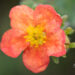 Potentilla fruticosa `Red Ace` harilik põõsasmaran (2)