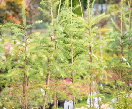 Larix kaempferi jaapani lehis