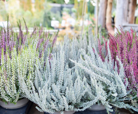 Calluna `Sunset` kanarbik