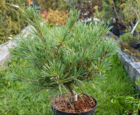 Pinus strobus `Minima` valge mänd (1)