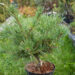 Pinus strobus `Minima` valge mänd (1)