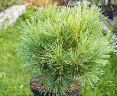 Pinus strobus `Minima` valge mänd (2)