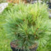Pinus strobus `Minima` valge mänd (2)