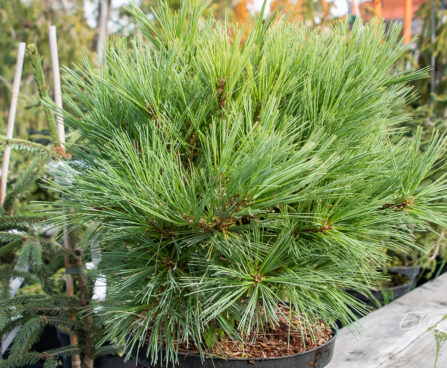 Pinus strobus `Minima` valge mänd (3)