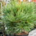 Pinus strobus `Minima` valge mänd (3)