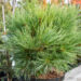 Pinus strobus `Minima` valge mänd (3)