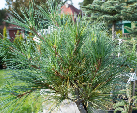 Pinus strobus `Blue Shag` valge mänd (1)
