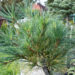 Pinus strobus `Blue Shag` valge mänd (1)
