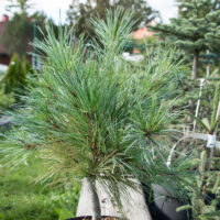 Pinus strobus `Blue Shag` valge mänd (2)