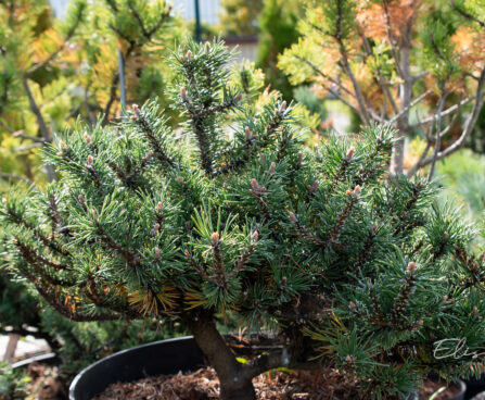 Pinus uncinata `Litomycl` konksmänd (1)
