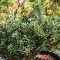 Pinus uncinata `Litomycl` konksmänd (2)