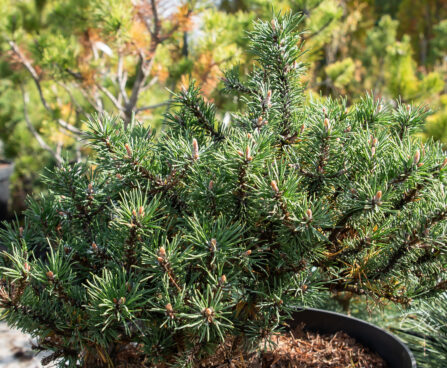 Pinus uncinata `Litomycl` konksmänd (2)