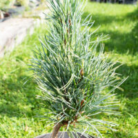 Pinus koraiensis `Silveray` korea seedermänd