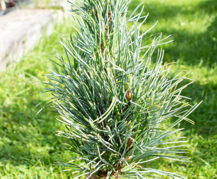 Pinus koraiensis `Silveray` korea seedermänd