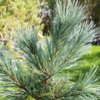 Pinus flexilis `Cesarini Blue` kalju seedermänd (1)