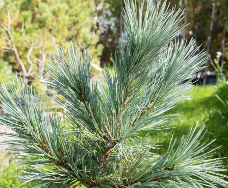 Pinus flexilis `Cesarini Blue` kalju seedermänd (1)