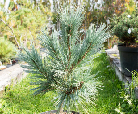 Pinus flexilis `Cesarini Blue` kalju seedermänd (2)