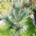 Pinus flexilis `Cesarini Blue` kalju seedermänd (2)
