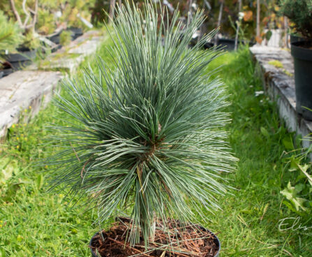 Pinus flexilis `Vanderwolf`s Pyramid` kalju-seedermänd (1)