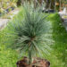 Pinus flexilis `Vanderwolf`s Pyramid` kalju-seedermänd (1)