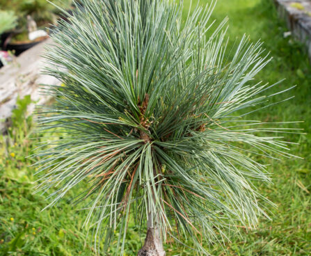 Pinus flexilis `Vanderwolf`s Pyramid` kalju-seedermänd (2)