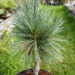 Pinus flexilis `Vanderwolf`s Pyramid` kalju-seedermänd (2)