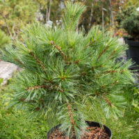 Pinus strobus `Ground Hugger` valge mänd