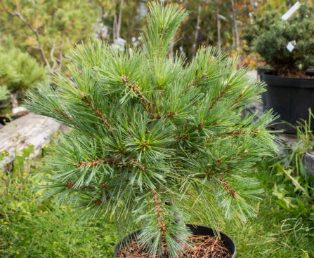 Pinus strobus `Ground Hugger` valge mänd