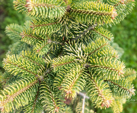 Abies nordmanniana `Midwinter Gold` kaukaasia nulg (1)