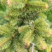 Abies nordmanniana `Midwinter Gold` kaukaasia nulg (1)