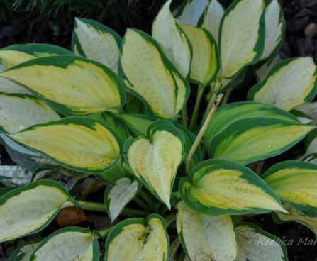 718_4308_Hosta_Orange_Marmelade.jpg