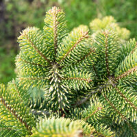 Abies nordmanniana `Midwinter Gold` kaukaasia nulg (2)