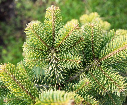 Abies nordmanniana `Midwinter Gold` kaukaasia nulg (2)