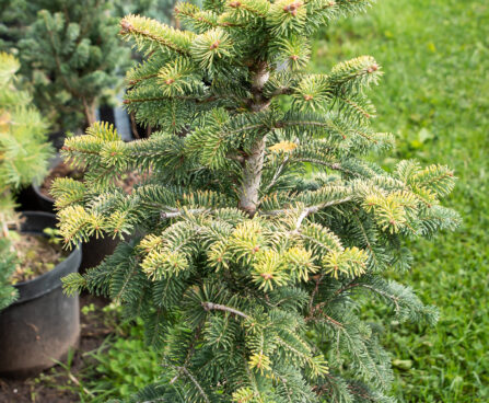 Abies nordmanniana `Midwinter Gold` kaukaasia nulg (3)