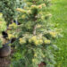 Abies nordmanniana `Midwinter Gold` kaukaasia nulg (3)