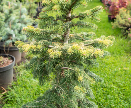 Abies nordmanniana `Midwinter Gold` kaukaasia nulg (4)