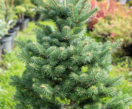 Abies koreana `Discus` korea nulg (1)