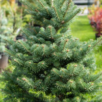 Abies koreana `Discus` korea nulg (2)