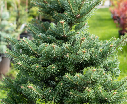 Abies koreana `Discus` korea nulg (2)