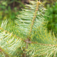 Abies concolor `Wintergold` hall nulg (1)