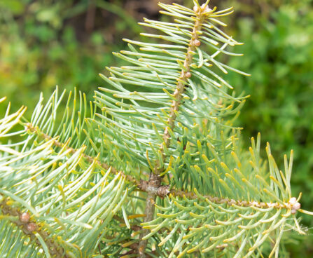 Abies concolor `Wintergold` hall nulg (1)