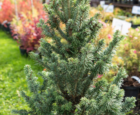 Abies alba `Pyramidalis` euroopa nulg (2)