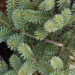 Abies koreana `Blue Magic` korea nulg (1)